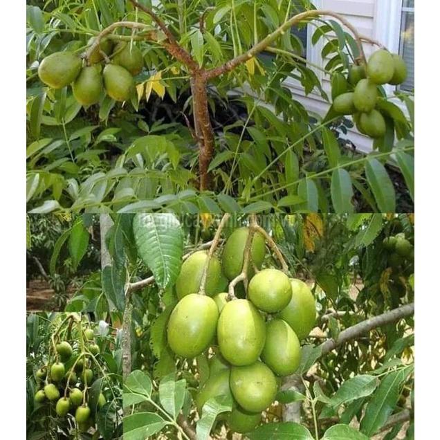 Cây cóc thái ra quả siêu sớm