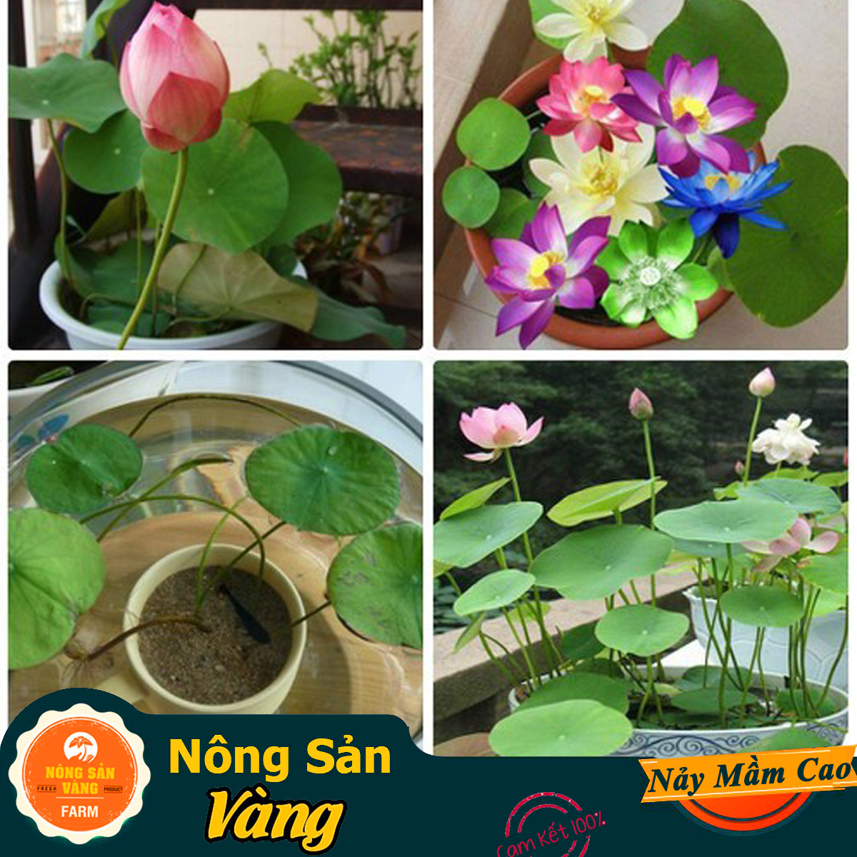 10 Hạt giống Hoa Sen Mini Nhật ( Màu Ngẫu Nhiên ) - Nông Sản Vàng