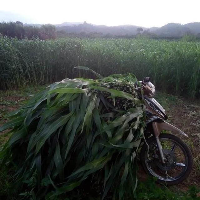 Hạt giống cỏ ngọt lai siêu năng suất- cỏ chăn nuôi 500g