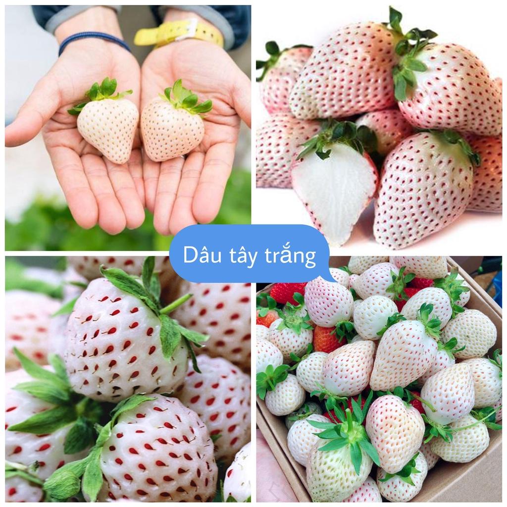 Dâu Tây Trắng Siêu Trái