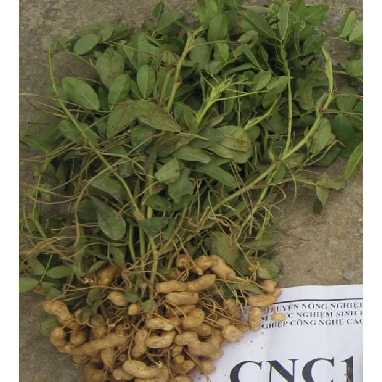 Hạt giống lạc đen kokuma - 15gr/gói