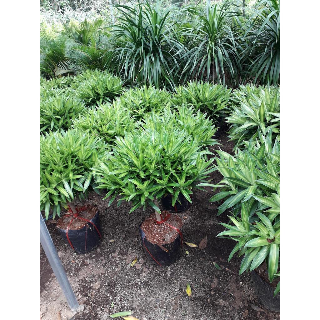CÂY GIỐNG TRÚC MÂY