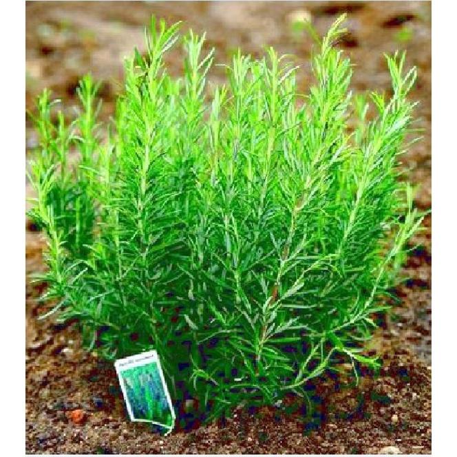 Hạt Giống Cây Hương Thảo Rosemary CT195 - Gói 20 hạt