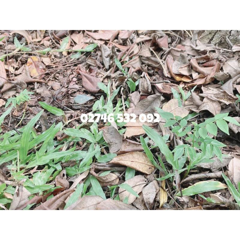 HẠT GIỐNG GỖ SƯA ĐỎ QUÝ