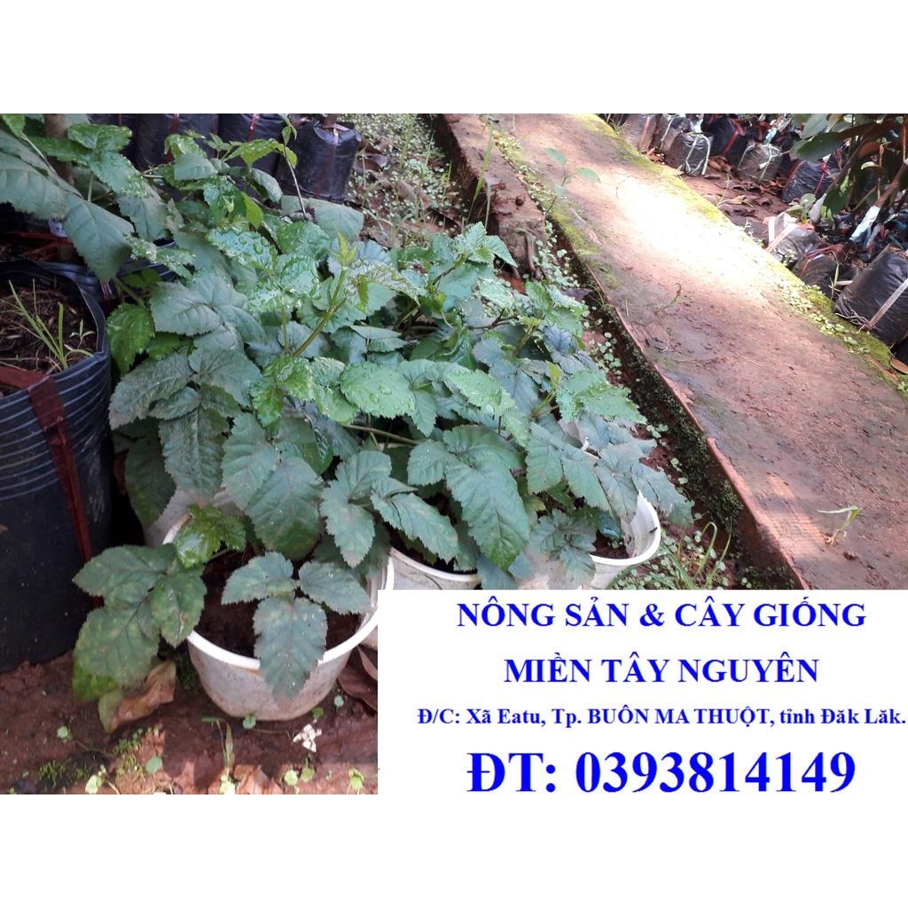 CÂY GIỐNG MÂM XÔI ()