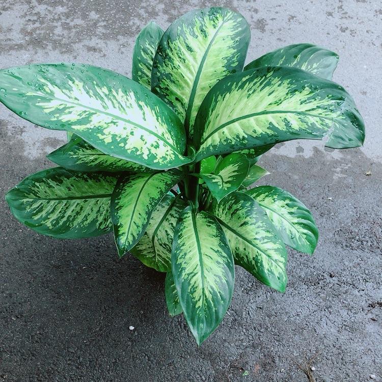 Vạn Niên Thanh Size Lớn