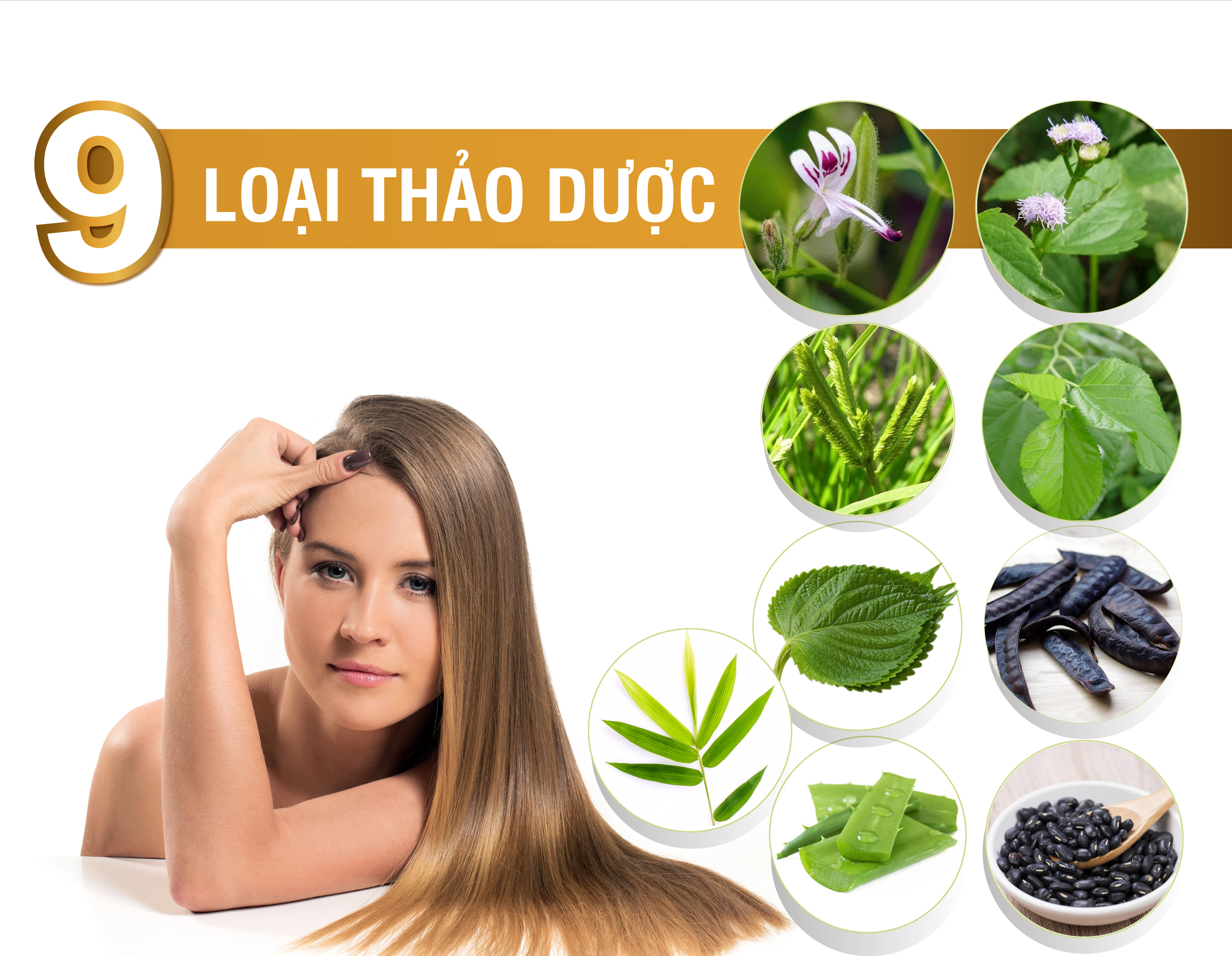 [2 chai] Dầu gội thảo dược Blacksilk - Kích mọc tóc, tái tạo nang tóc đen, giảm gãy rụng tóc, nuôi dưỡng tóc từ gốc. Sản phẩm của Vioba, chai 500ml