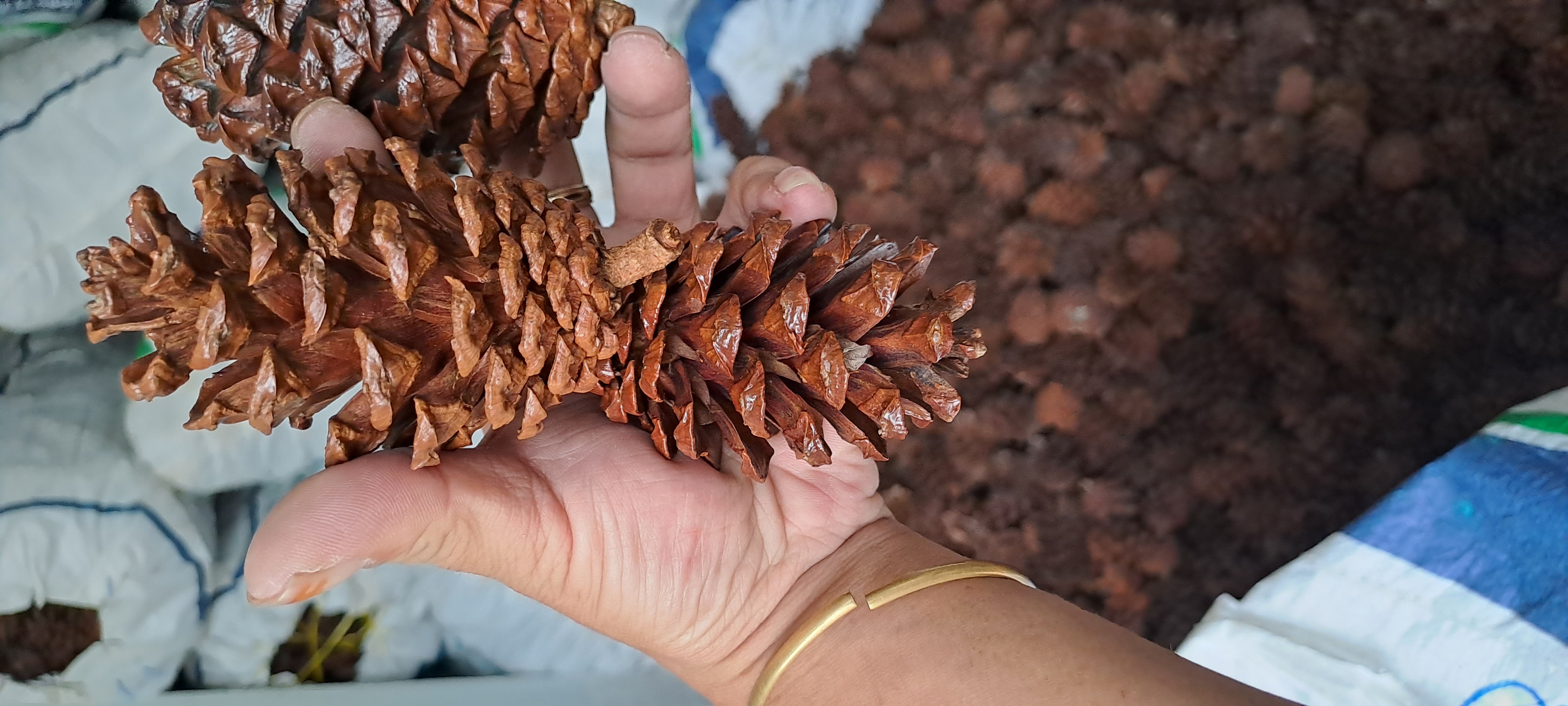 Quả thông trang trí giáng sinh, có sơn phủ bóng
