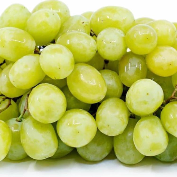 Cây giống NHO KẸO NGỌT - Hàng cây giống chuẩn F1