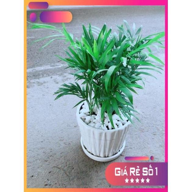 Chậu Cây Cau Tiểu Trâm