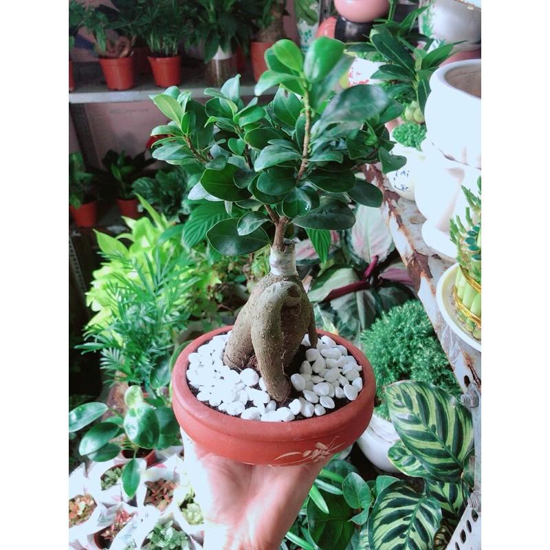 Chậu Cây Si Bonsai