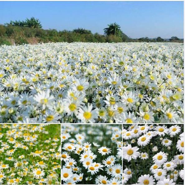 Hạt giống hoa cúc họa mi trắng-gói 50 hạt