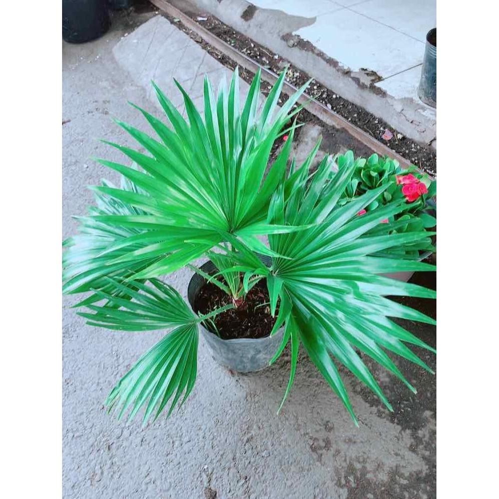 Chậu Cọ Kiểng Bán Chạy