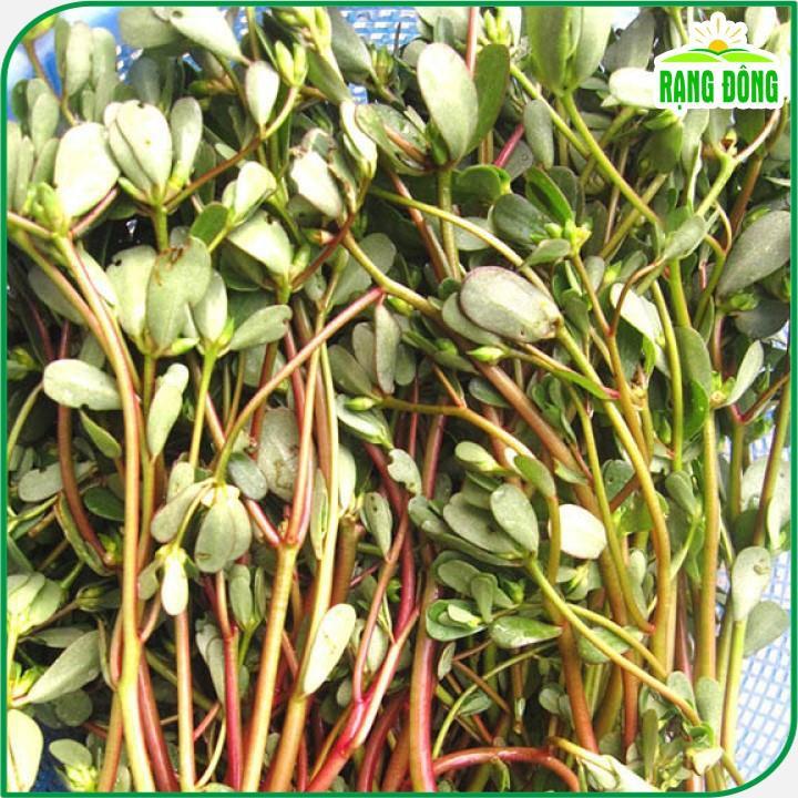 Hạt giống Rau Sam Trồng Quanh Năm - Hạt giống Rạng Đông