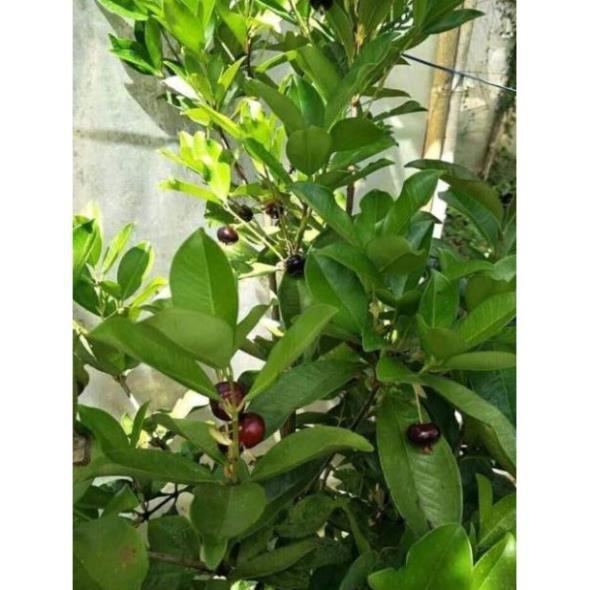 Sản phẩm CÂY GIỐNG CHERRY BRAZIL