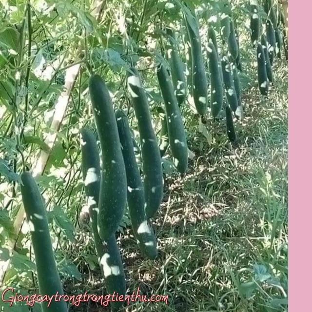 HẠT GIỐNG BÍ ĐAOCAO SẢN