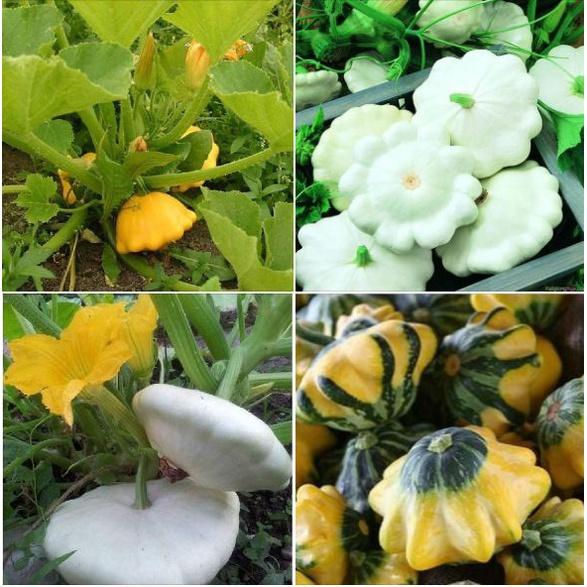 Hạt Giống Bí Đĩa Bay mix màu ,hạt giống chuẩn f1 -1 gói 10 hạt