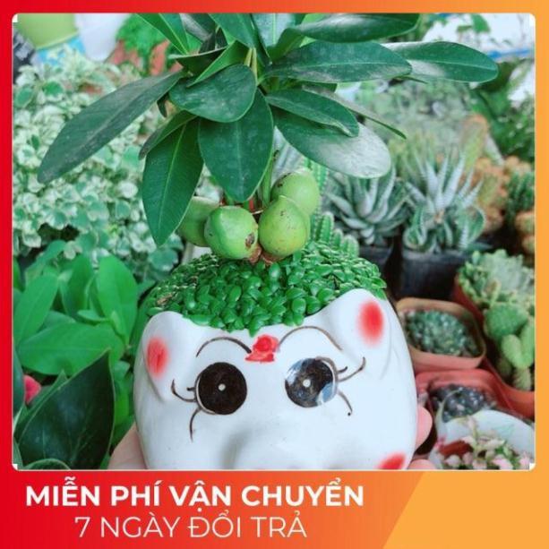 Chậu Cây May Mắn