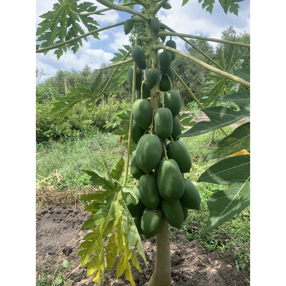 Hạt Giống đu đủ ruột vàng lai F1 - Papaya Sari 666