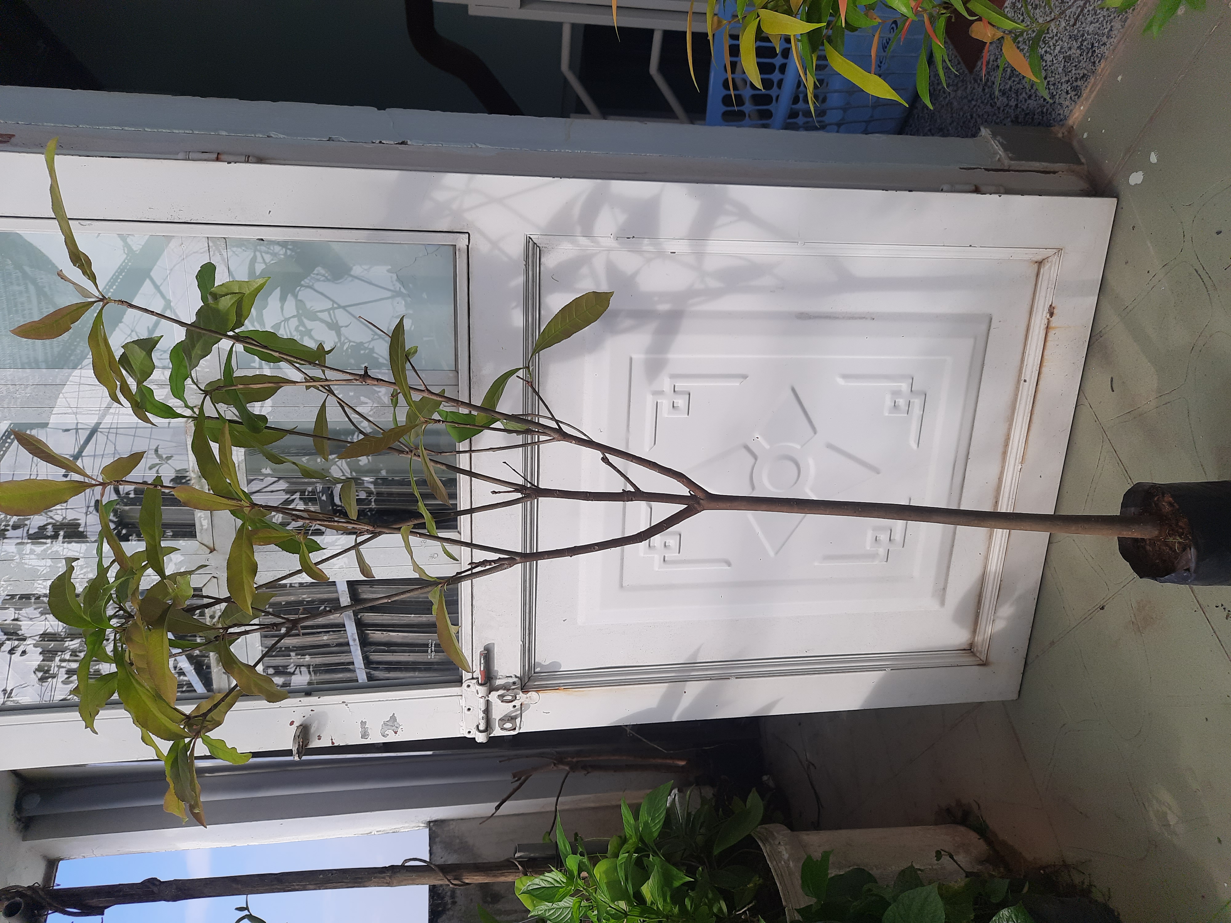Cây lộc vừng hoa đỏ cao chừng 1M, như hình chụp