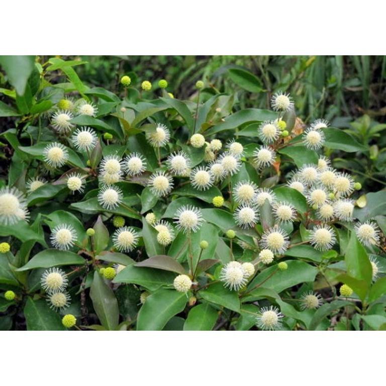 Cây giống Gáo vàng GIỐNG QUÝ HIẾM .