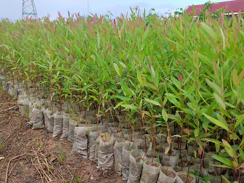 Cây giống Bạch Đàn