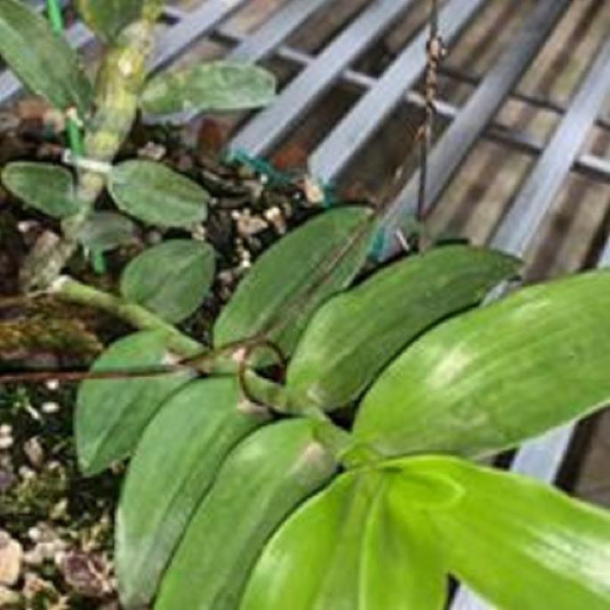 Hoa lan 5ct phủ trì