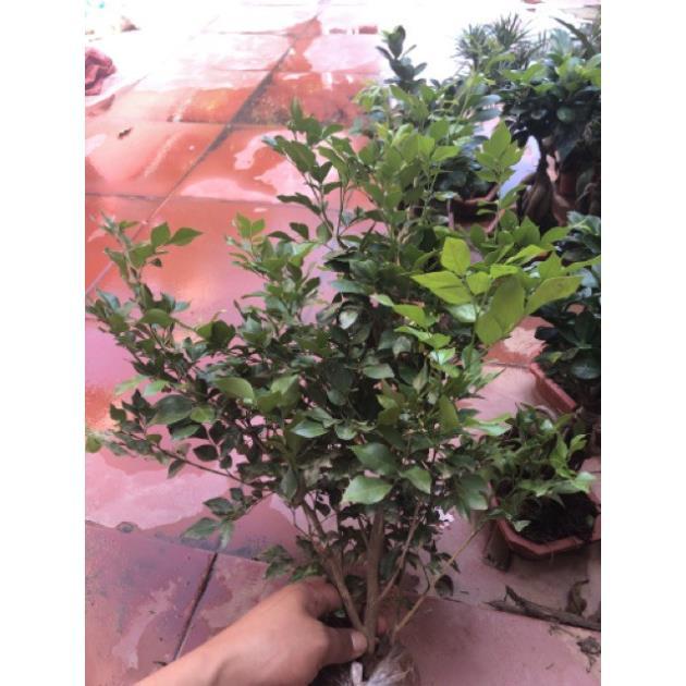 Cây nguyệt quế ra hoa quanh năm cao 50-60 cm -Không giao dc 19 tỉnh Miền Nam