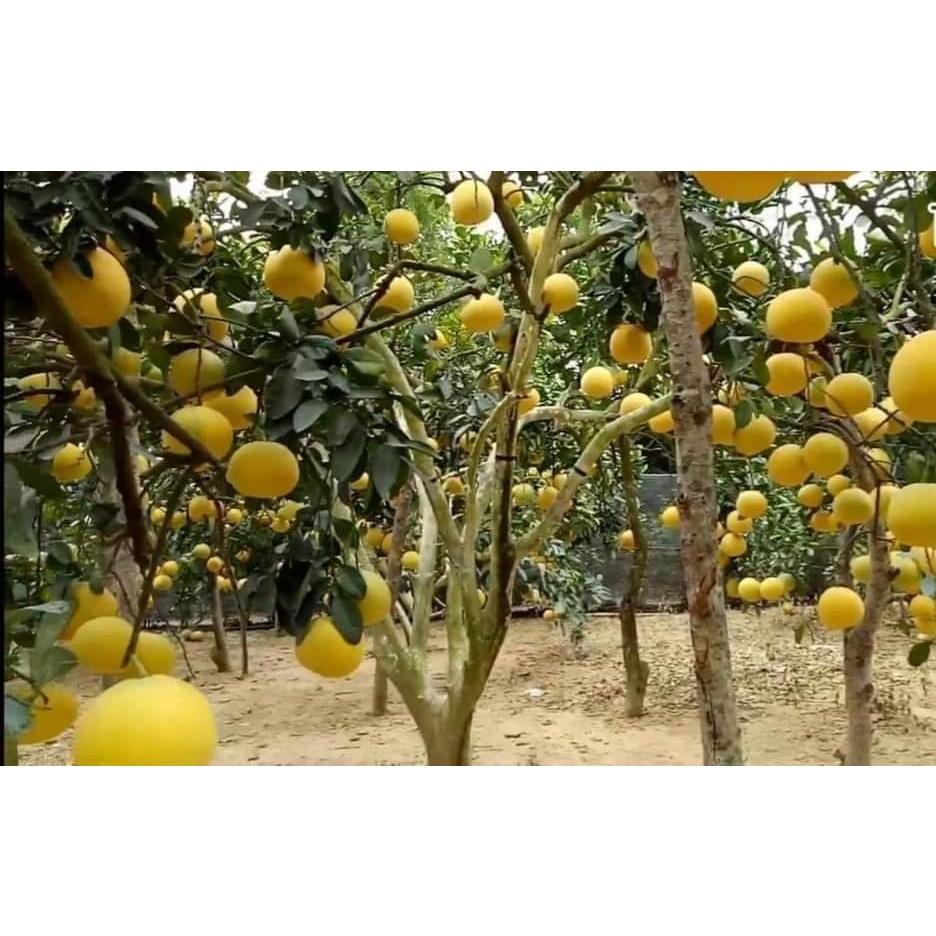 Cây Giống Bưởi Diễn
