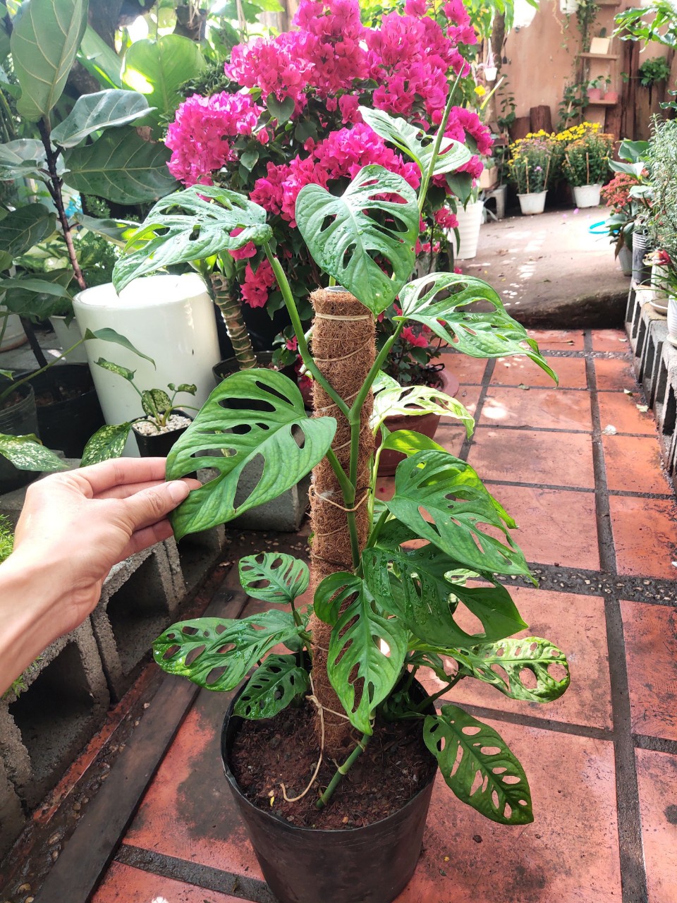 Trụ sơ dừa 130cm. đã khử muối, sợi coton