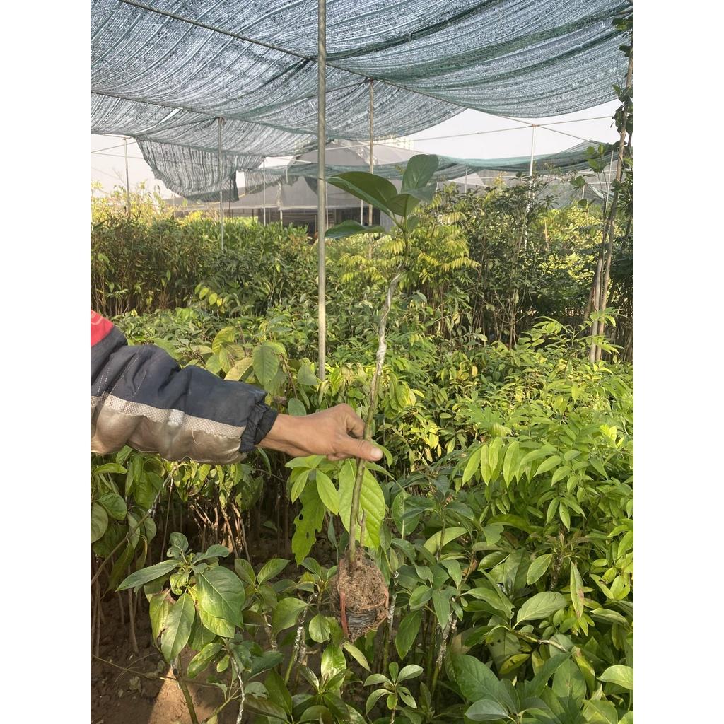 Cây Bơ Bắc