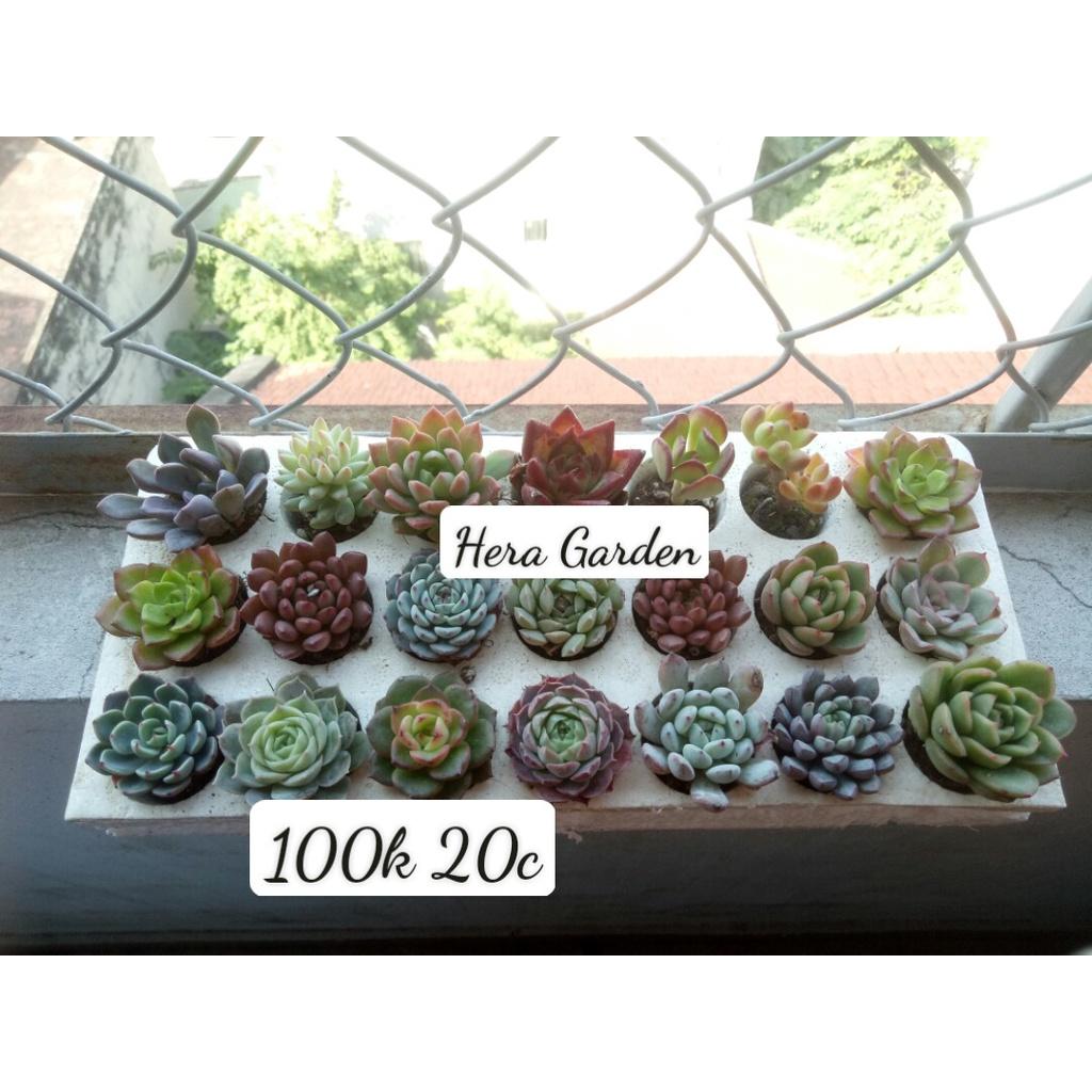 Combo 20 cây SEN ĐÁ MINI | Hera Garden