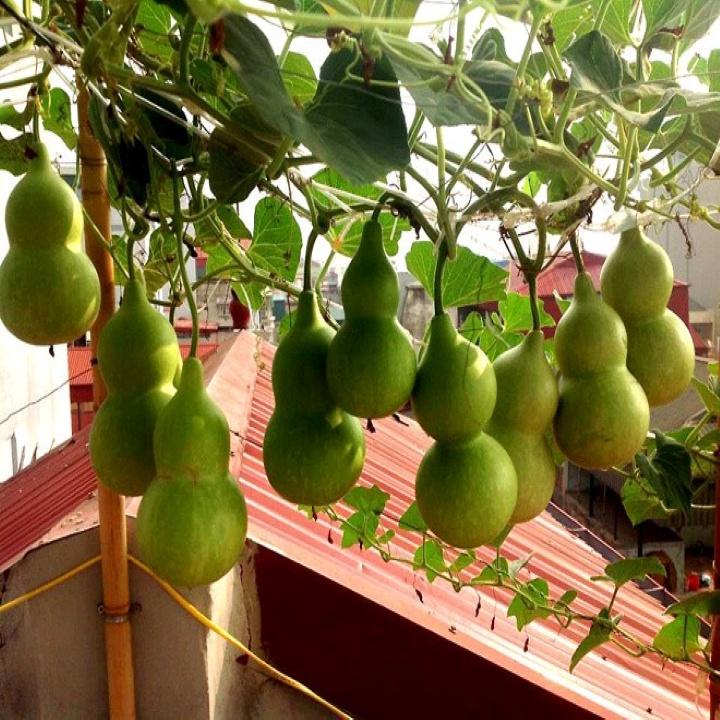 HN Giống bầu hồ lô