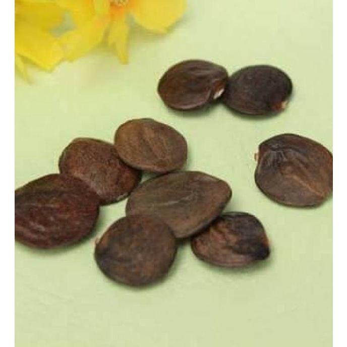 Hạt giống hoa tử đằng hoa màu tím KNS3480- Gói 5 hạt