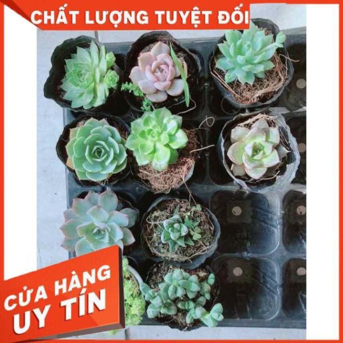 Combo 10 cây sen đá Nhiều Người Mua