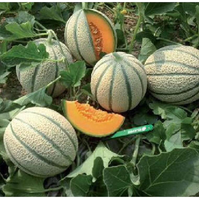 Combo 5 gói hạt giống dưa lưới vỏ sọc ruột cam -gói 10 hạt-tặng kèm gói phân bón lót
