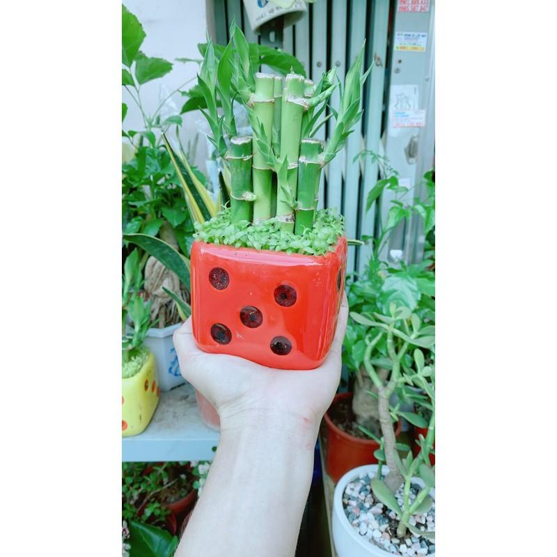 Chậu Trúc Phát Tài Xúc Xắc Đỏ