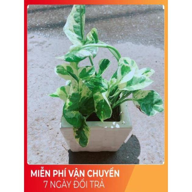 Chậu Trầu Bà Sữa