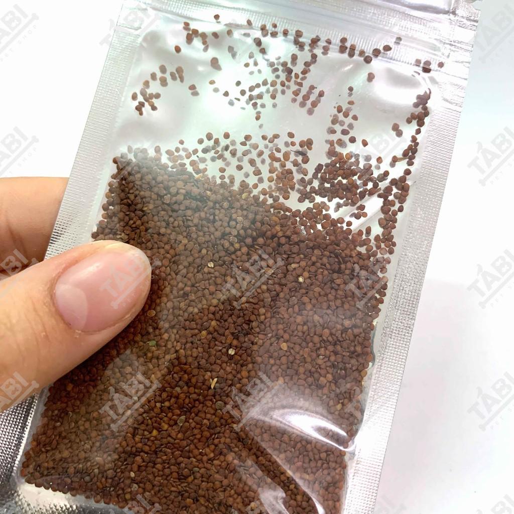 Hạt Giống Thuỷ Sinh - Cây Trồng Thuỷ Sinh