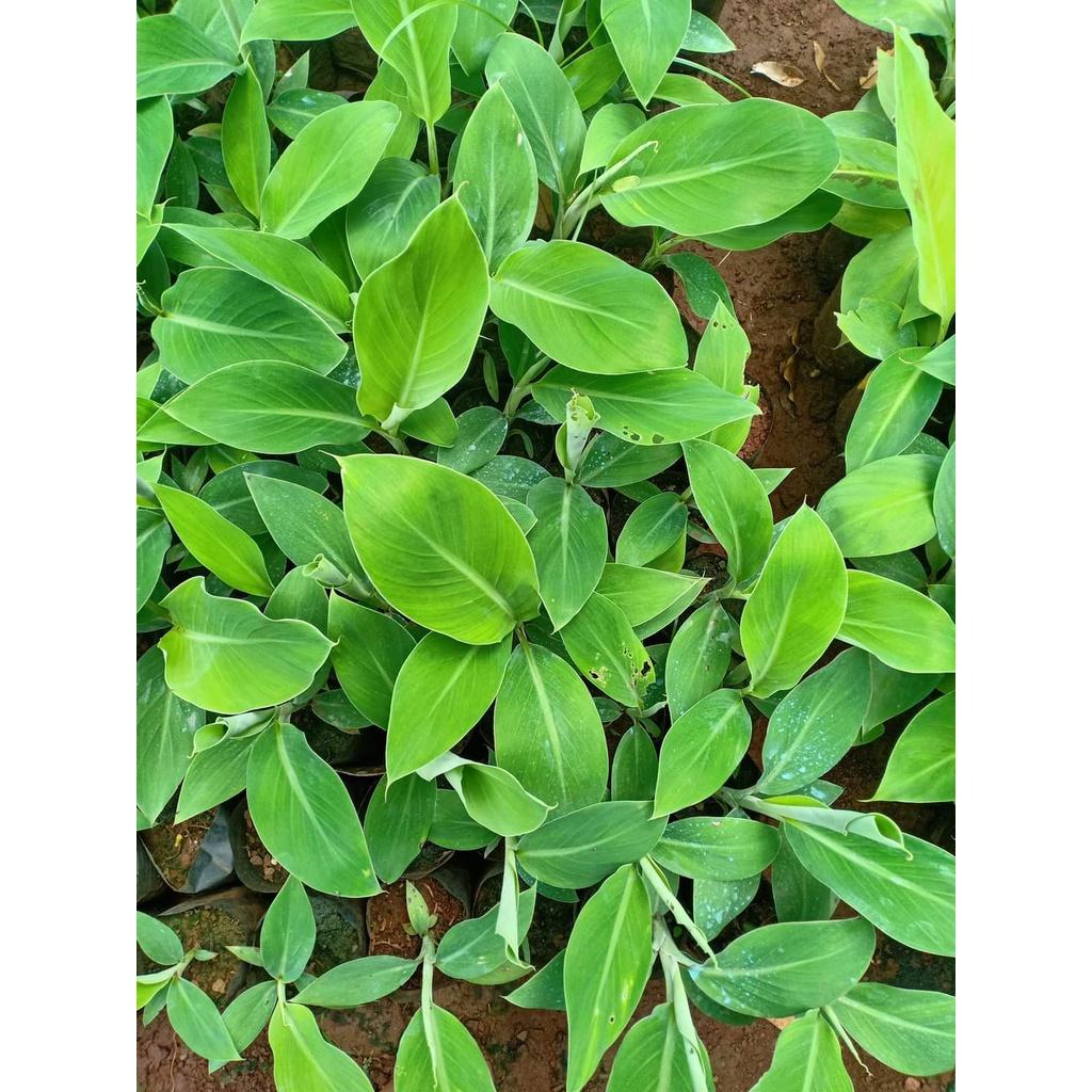 Cây giống chuối hột cấy mô