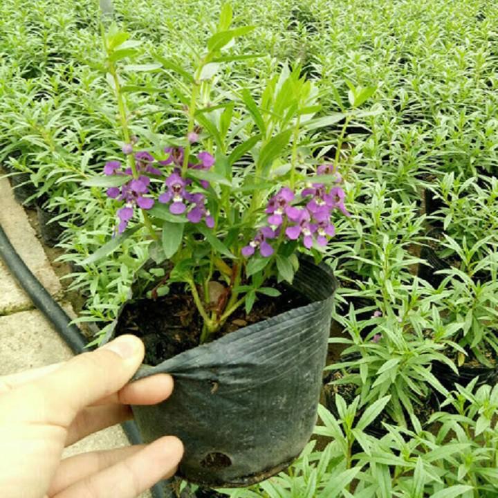 CHẬU HOA VIOLET NHẬT ( HOA NGỌC HÂN , HOA SINGUM ) ĐỦ MÀU, HOA QUANH NĂM SIÊU ĐẸP