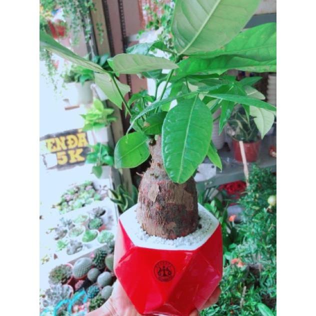 Chậu kim ngân chân voi kèm dĩa lót
