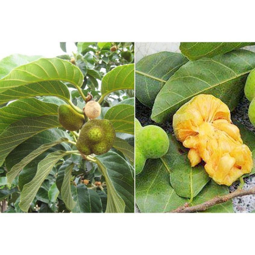 CÂY CHAY GIỐNG SIÊU QUẢ SIÊU NĂNG SUẤT- CAM KÊT GIỐNG CHUẨN F1
