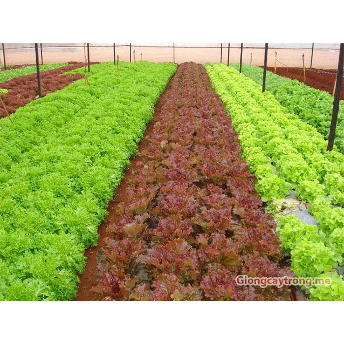 Hạt Giống Xà lách Xoăn Xanh 5gr F1 Dễ Trồng Cây Khỏe