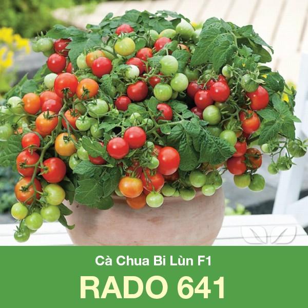 Hạt Giống Cà Chua Bi Lùn Lai F1 Sai Quả Dễ Trồng Chịu Nhiệt Tốt
