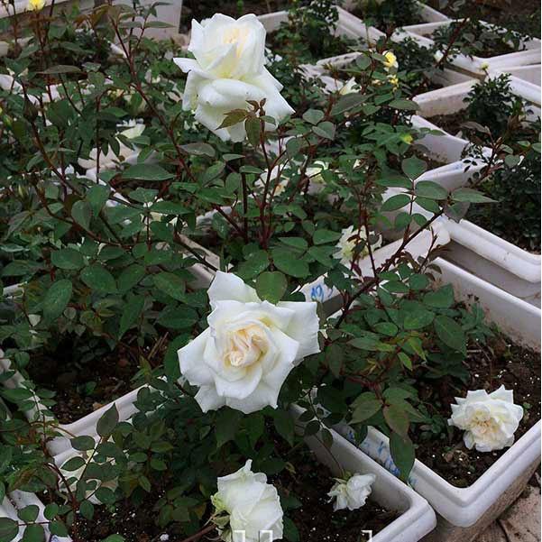 Hạt giống hoa hồng trắng - 20 hạt/gói