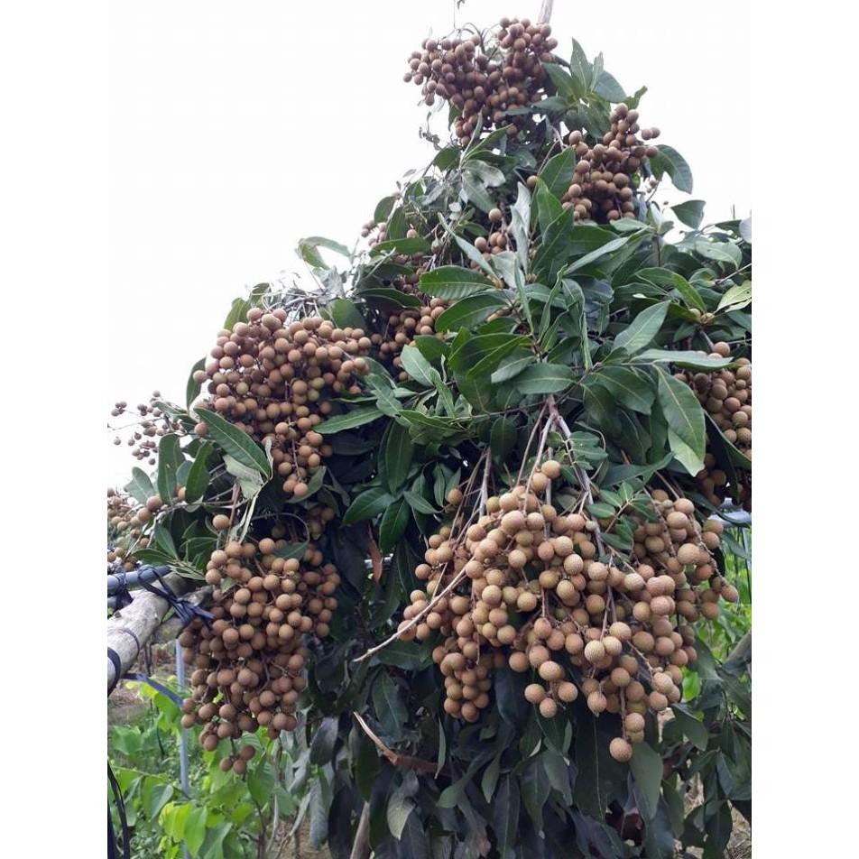 2 CÂY GIỐNG NHÃN SIÊU TRÁI