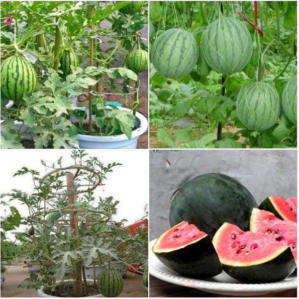 Hạt giống dưa hấu quả tròn ruột đỏ 10 hạt/gói