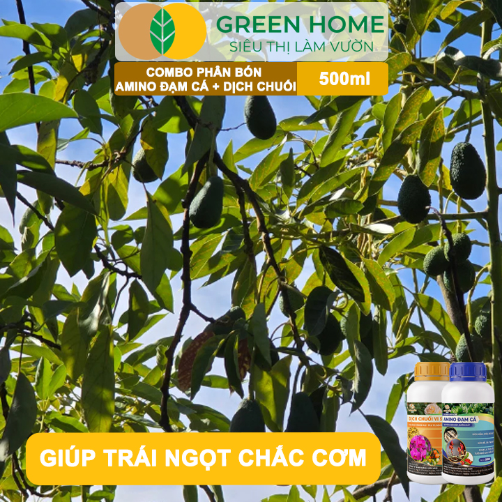 Combo Phân Bón Hữu Cơ Đạm Cá + Dịch Chuối GreenHome, 500ml, Kích Rễ, Bung Đọt, Tăng Đậu Trái To Ngọt