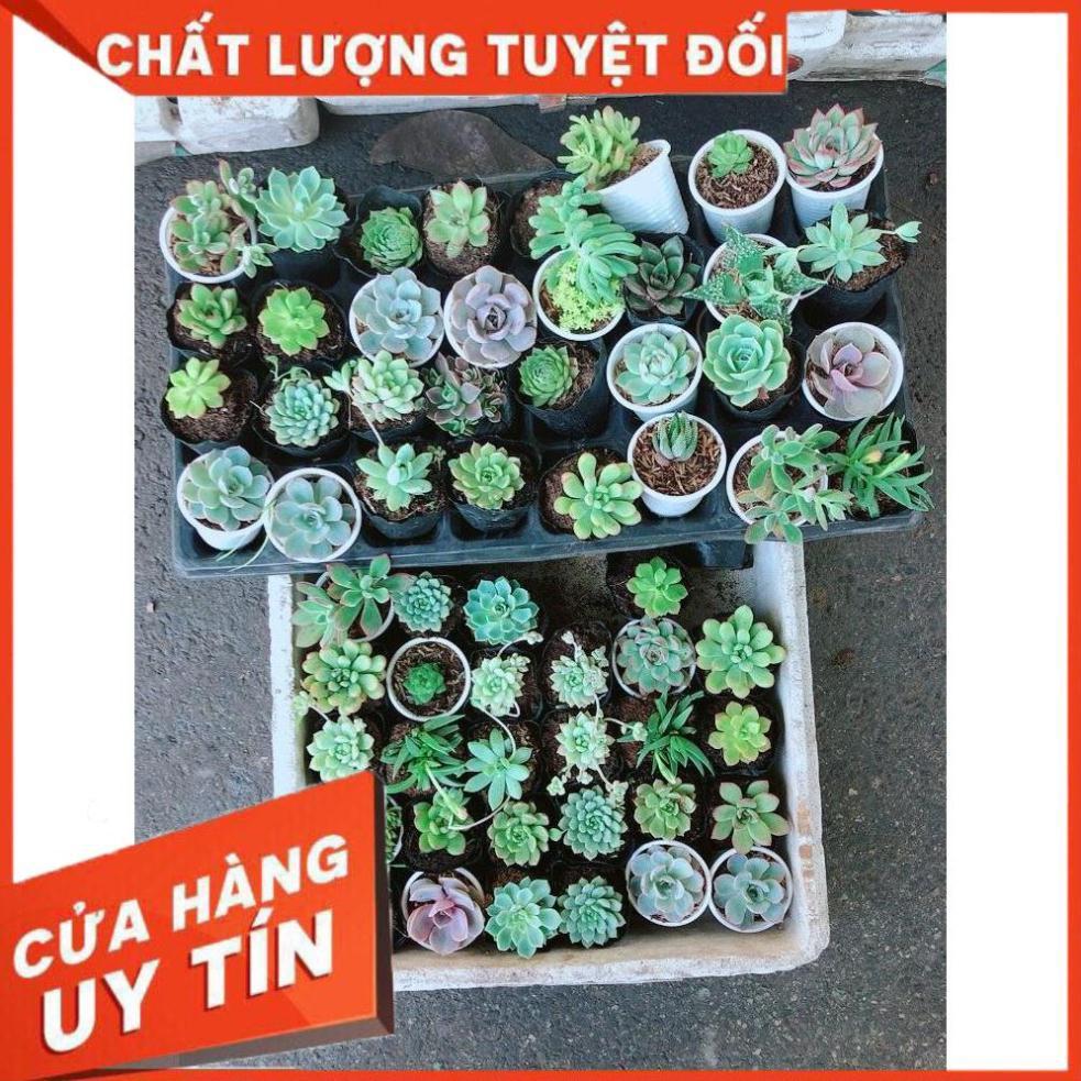 Combo 10 cây sen đá Nhiều Người Mua